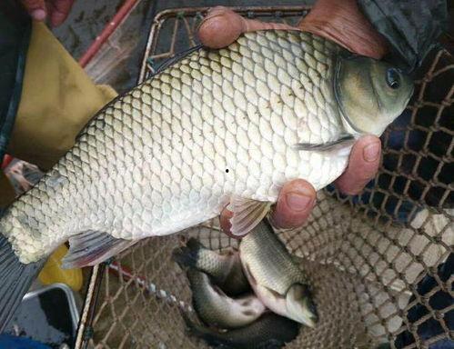 日本进口鲫鲤爆料视频,视频爆料揭示惊人真相  第2张 日本进口鲫鲤爆料视频,视频爆料揭示惊人真相  第2张