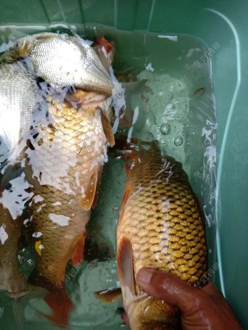 日本进口鲫鲤爆料视频,视频爆料揭示惊人真相  第3张 日本进口鲫鲤爆料视频,视频爆料揭示惊人真相  第3张